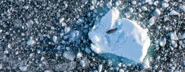 NOTES FROM ROTHERA // HOW SEALS INDICATE THE IMPACTS OF CLIMATE CHANGE IN ANTARCTICA