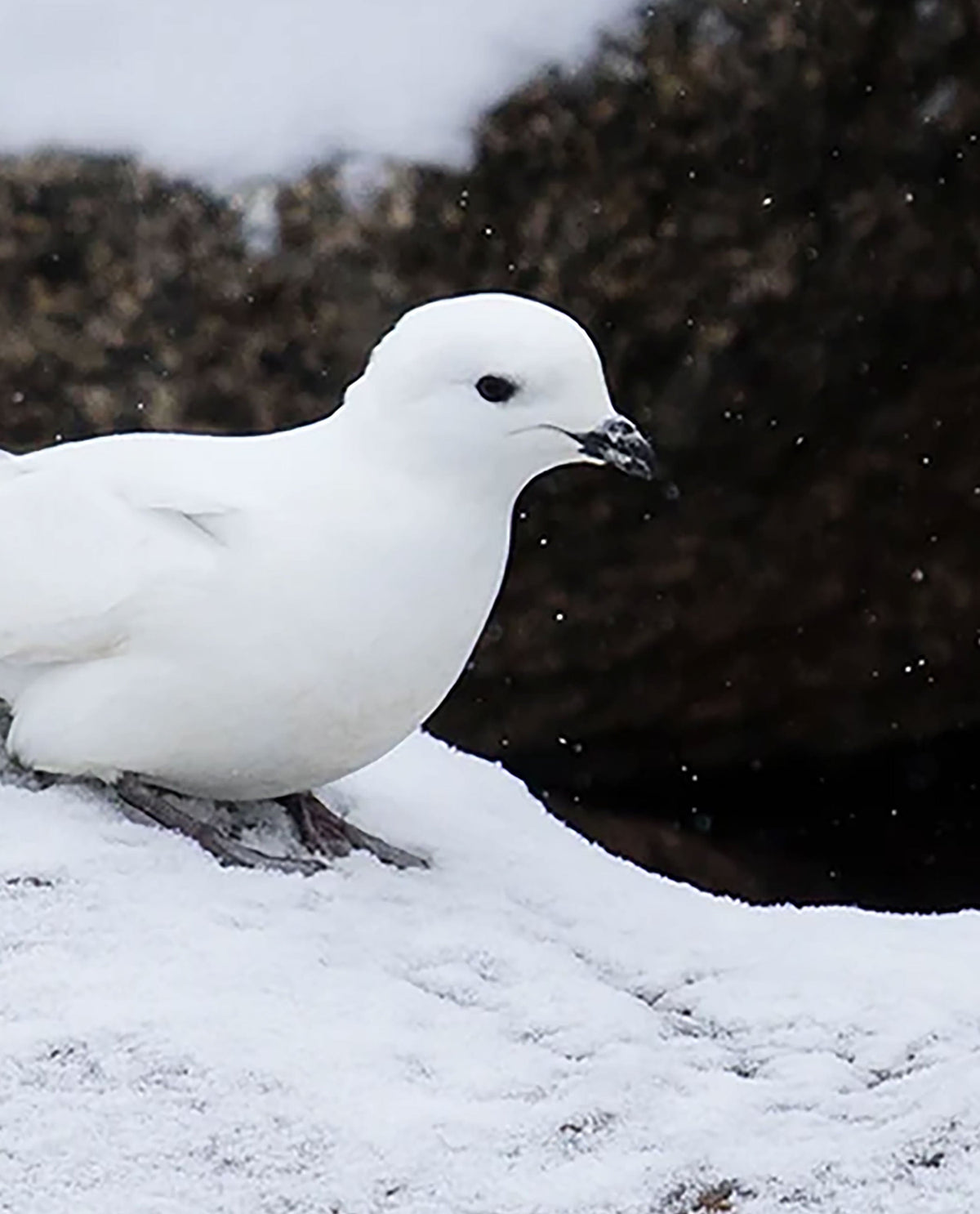THE SNOW PETRELS OF SVARTHAMAREN // JAMES GRECIAN