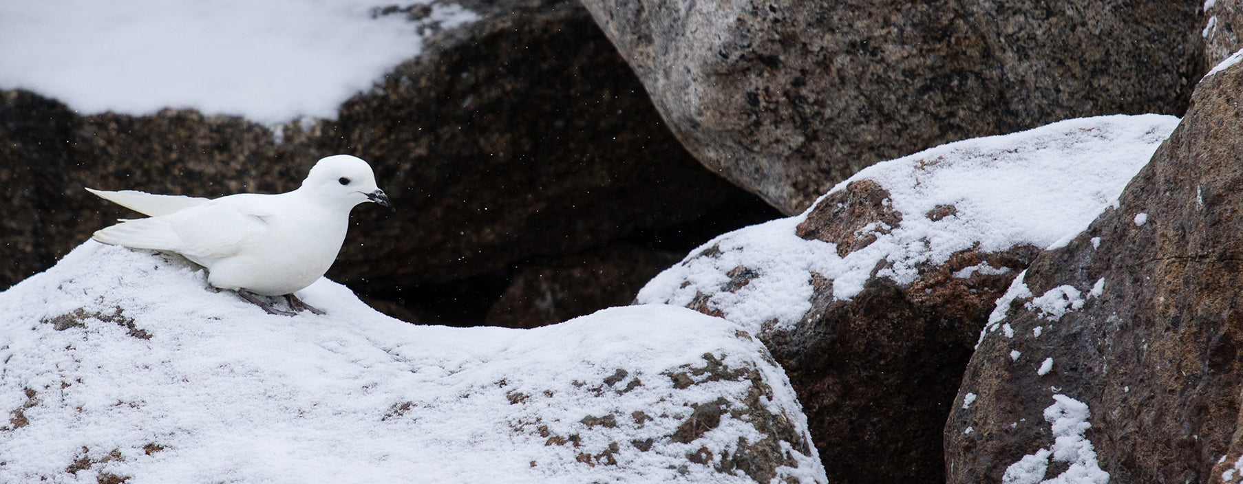 THE SNOW PETRELS OF SVARTHAMAREN // JAMES GRECIAN