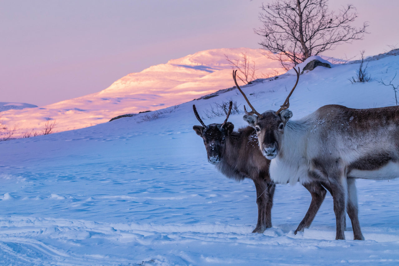 Kungsleden Ski Challenge