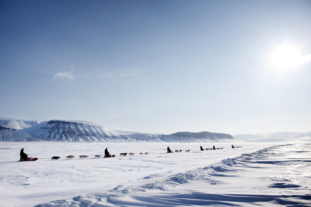 Svalbard Dog Sledding Challenge