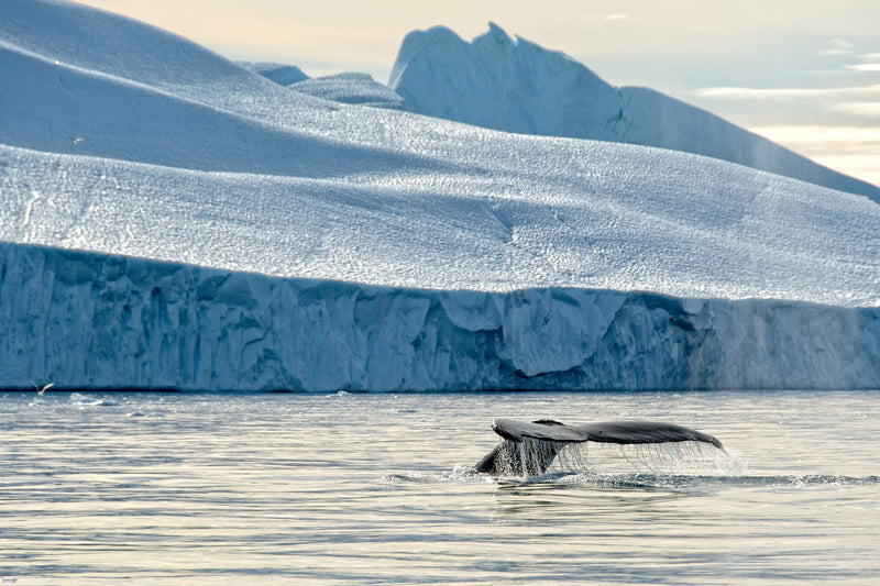 Greenland Ice Sheet Challenge