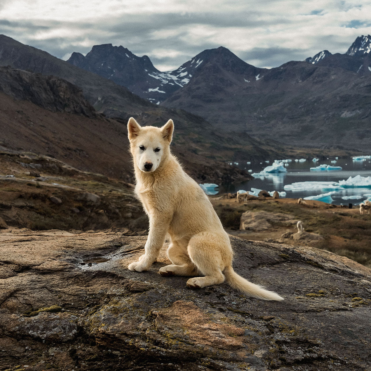 Greenland Ice Sheet Challenge