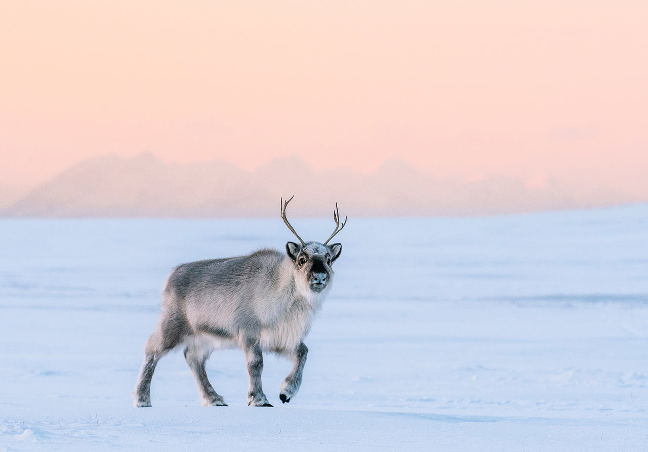 Svalbard Dog Sledding Challenge